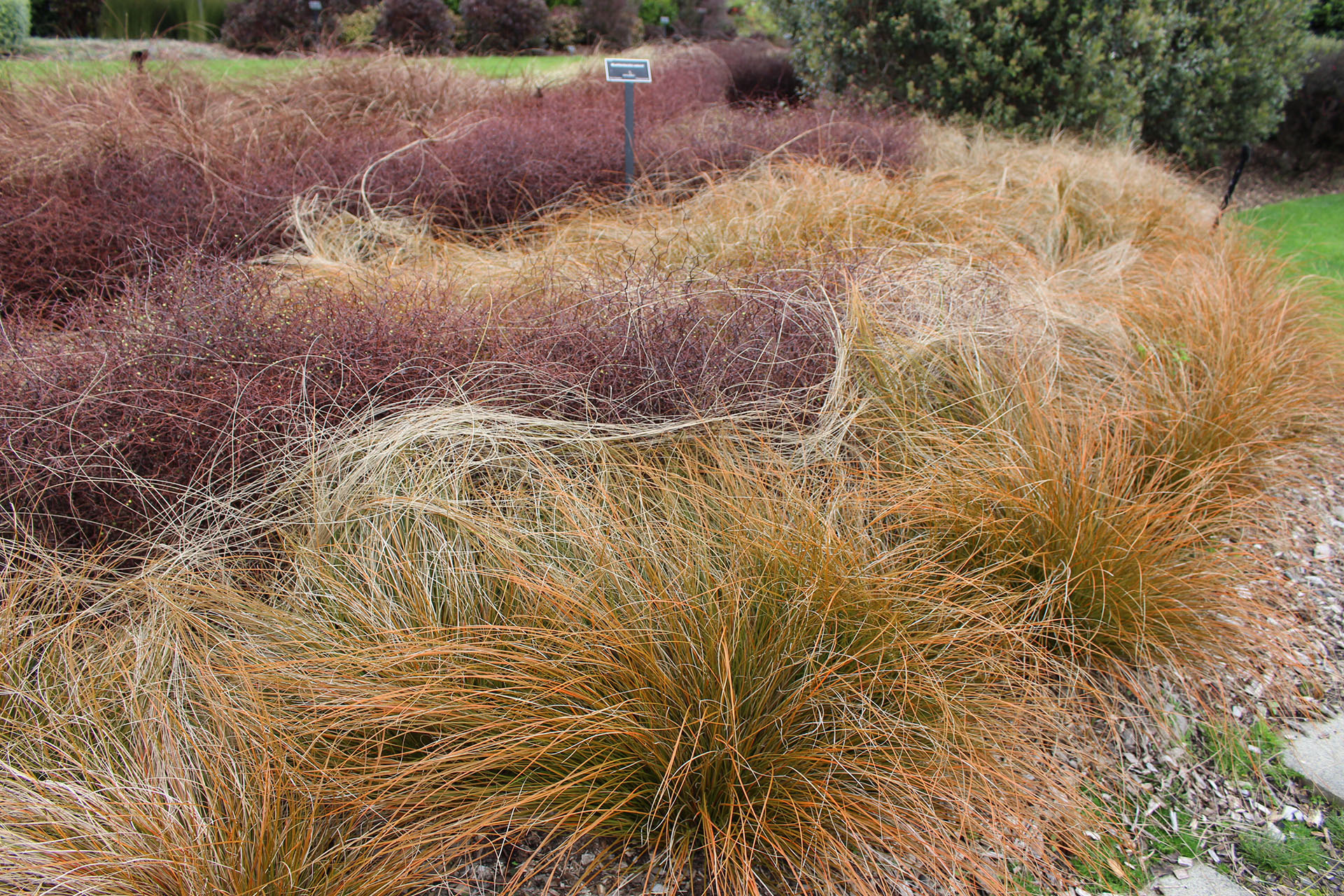 Carex testacea